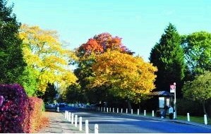 日本花田紅葉
